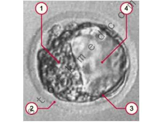 试管私立机构,[子宫前后位]子宫前位好还是后位好_如何判断子宫前后位_如何判断子宫前后位的正常值