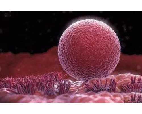 青岛代孕中介哪家正规,2026
珠海试管助孕医院哪家好-上海供卵试管费用是多少