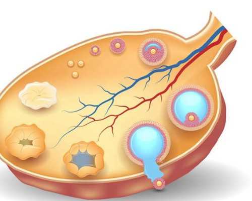 试管婴儿全过程揭秘：一文了解试管婴儿的费用及步骤
