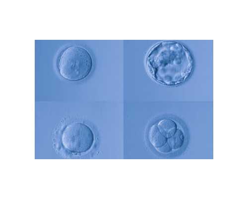 精子库的男人能看什么样子吗