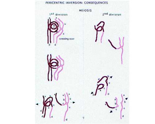 代怀供卵代生,取卵手术后同房出血_取卵后同房会出血吗