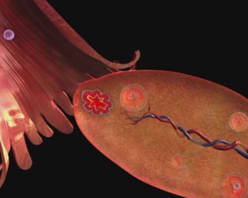 助孕价格,乳晕蒙氏结节怎么消除